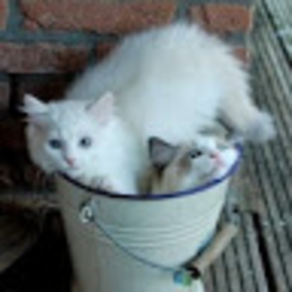 Meet your Posher, Tisha